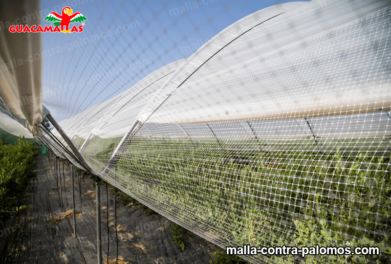 malla para proteger cultivos de las palomas